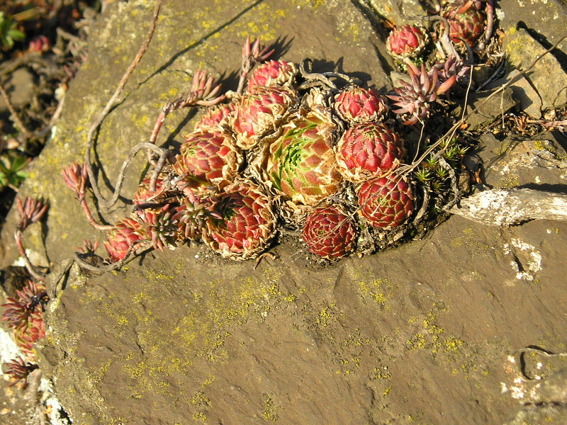 globiferum ssp. globiferum from Plasy, Eisenbahn