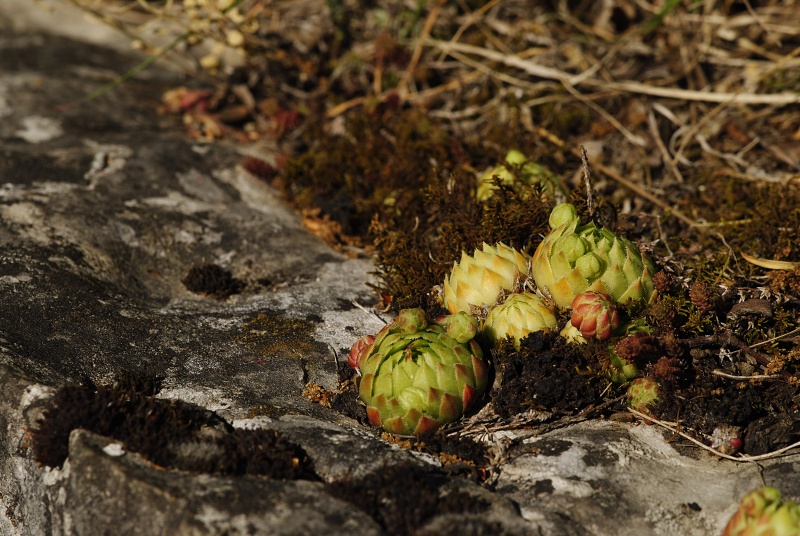 globiferum ssp. globiferum from Srbsko, nordöstlich