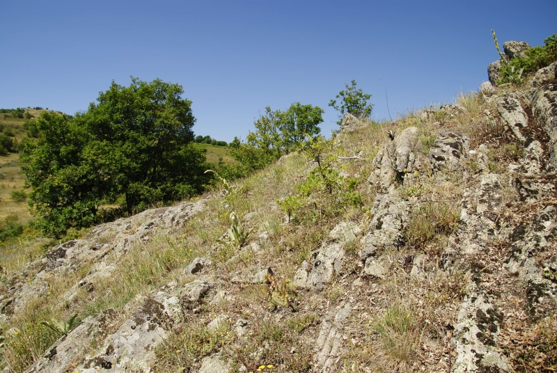 heuffelii from Kozjak, SO Abhang