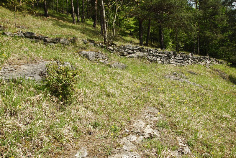 globiferum ssp. globiferum from Čepice, NO