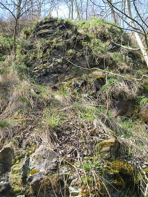 globiferum ssp. globiferum from Chrást u Plzně