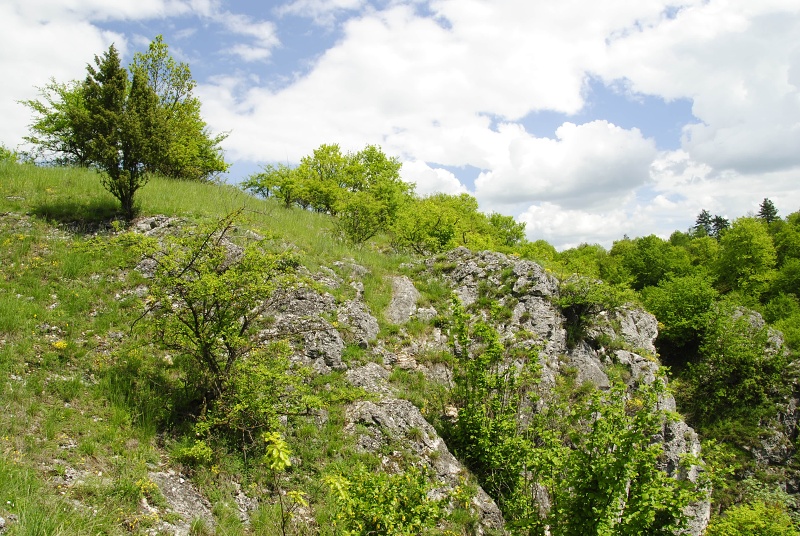 globiferum ssp. globiferum from Srbsko, oberhalb