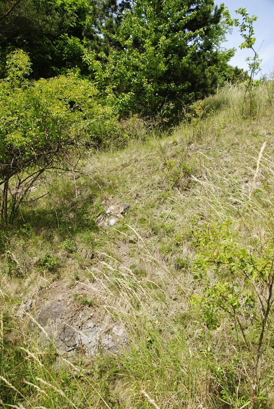 globiferum ssp. globiferum from Podštěly, Jezerský vrch