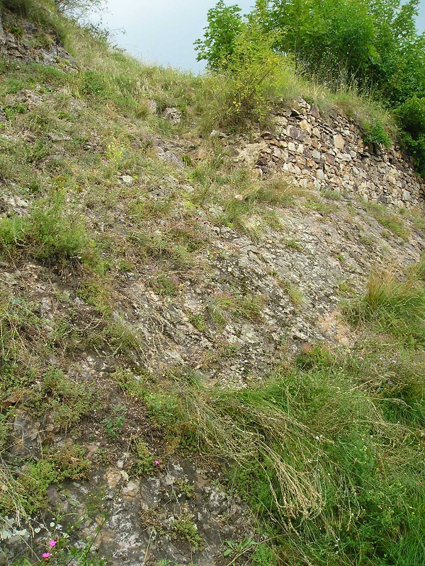 globiferum ssp. globiferum from Burg Žebrák, Točník