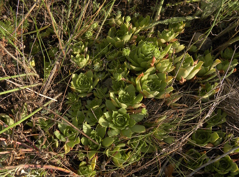 sp. from Cozla (südl.)