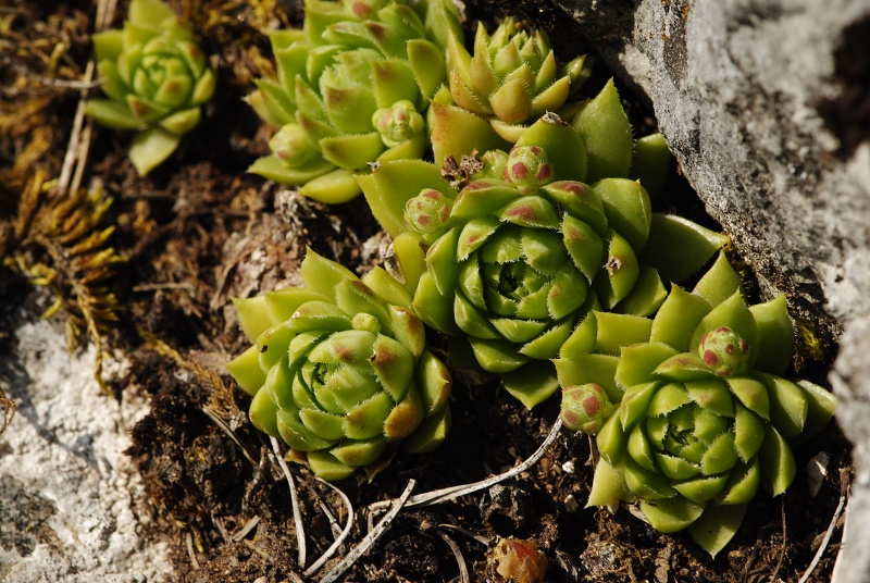 globiferum ssp. hirtum from Hornád, Kehle