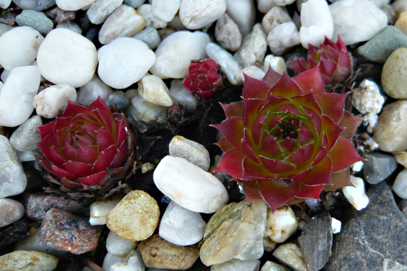 marmoreum ssp. ballsii