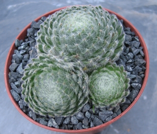 ciliosum ssp. ciliosum (borisii)