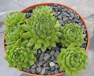 cantabricum