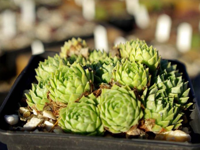 cantabricum ssp. cantabricum from Picos de Europa