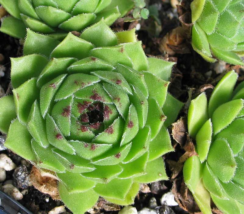 cantabricum ssp. urbionense from Laguna Negra de Urbión