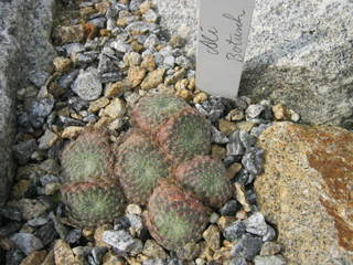 ciliosum from Ali Botusch