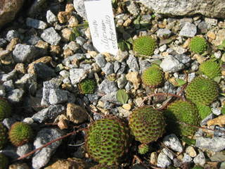 ciliosum ssp. octopodes