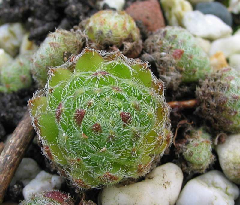 ciliosum from Rila Village