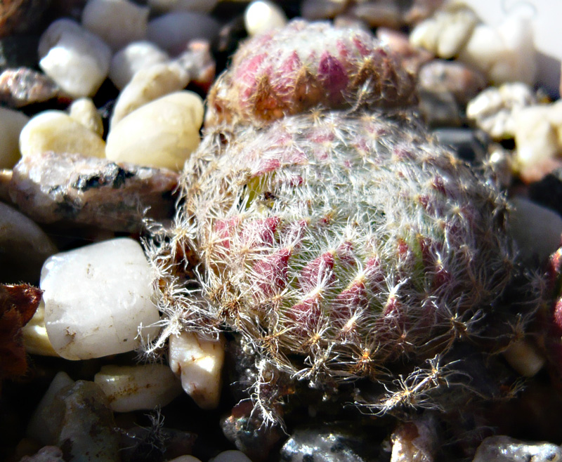 ciliosum from Strumska Dolina