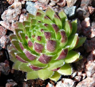 globiferum ssp. hirtum from Völlerin