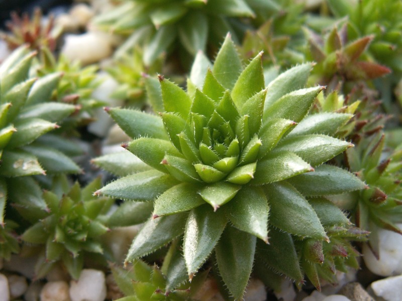 globiferum ssp. hirtum from Dunajec