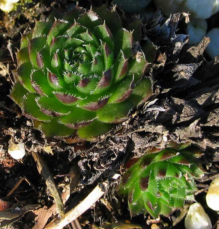 globiferum ssp. hirtum x S. heuffelii Nr. 3