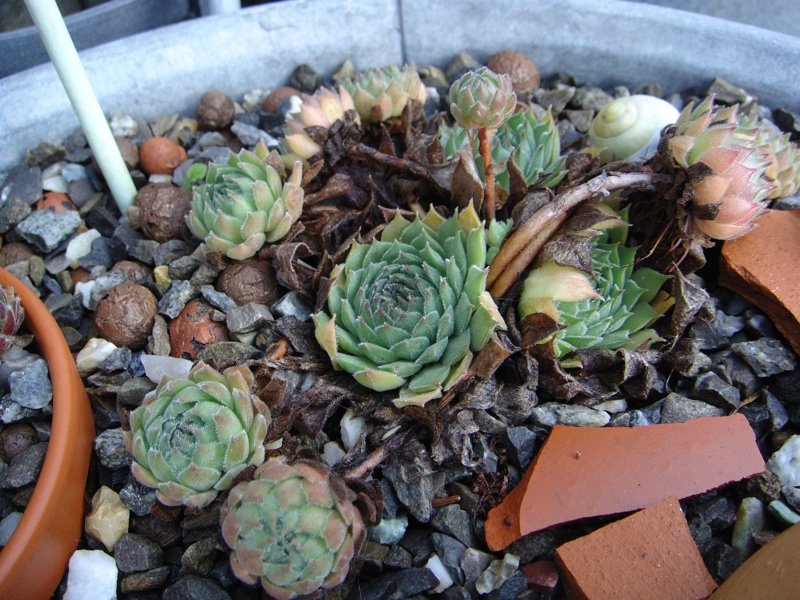 marmoreum (stoloniferum)