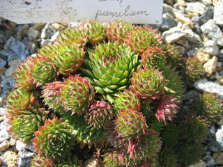 pumilum