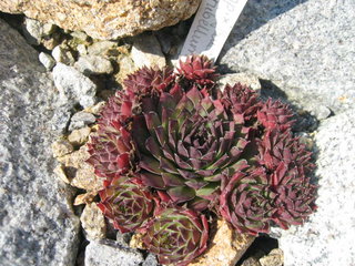 fauconnetii (x rubellum)