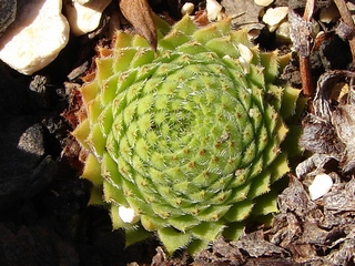 ciliosum ssp. octopodes (apetalum)