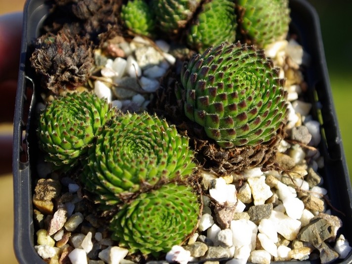 ciliosum ssp. octopodes