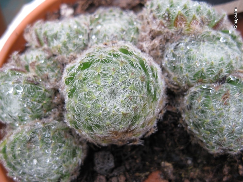 ciliosum ssp. ciliosum (borisii)