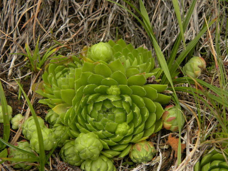 globiferum ssp. globiferum from Bečov nad Teplou, Zlatý vrch