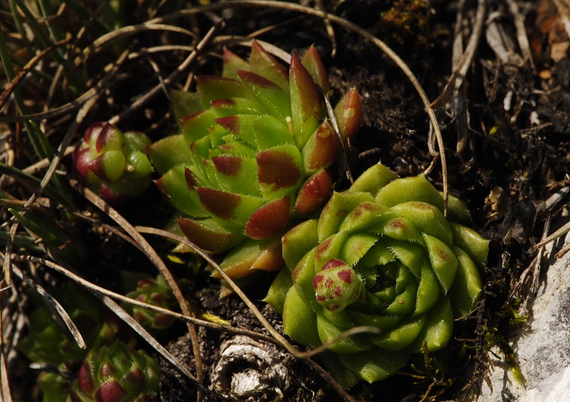 globiferum ssp. hirtum from Hornád, Kehle