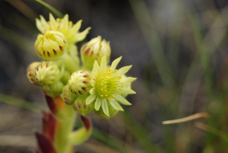 ciliosum from Lako Signoj, W Abhang