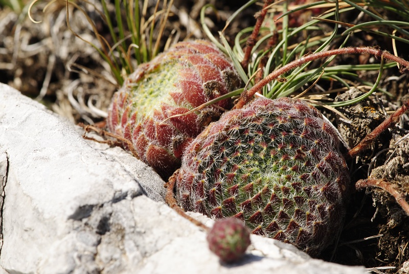 ciliosum ssp. ciliosum (galicicum) from Tepeno, Tafel