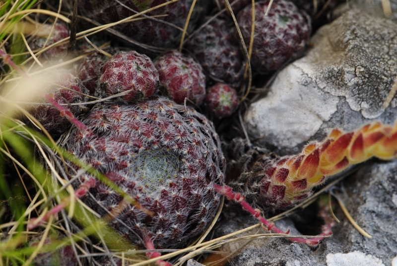 ciliosum from Lako Signoj, W Abhang
