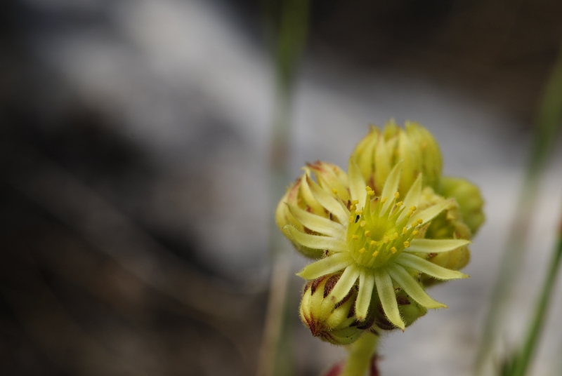 ciliosum from Lako Signoj, W Abhang