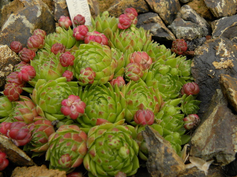 globiferum ssp. globiferum from Podhorní vrch