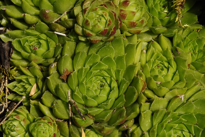 globiferum ssp. hirtum from Hornád, Kehle
