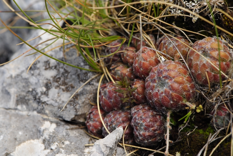ciliosum from Lako Signoj, W Abhang