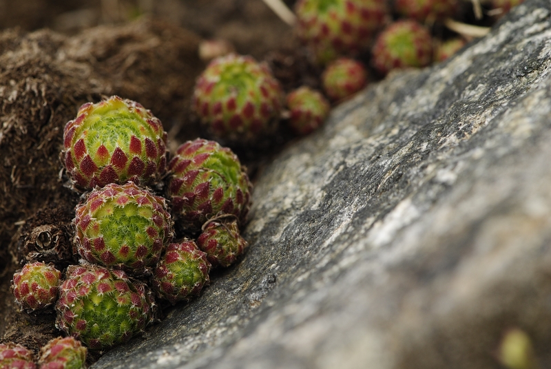 ciliosum ssp. octopodes from Pelister (Gipfel)