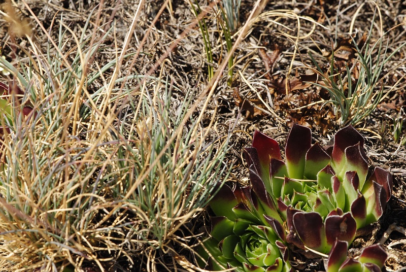 heuffelii from Tepeno, Tafel
