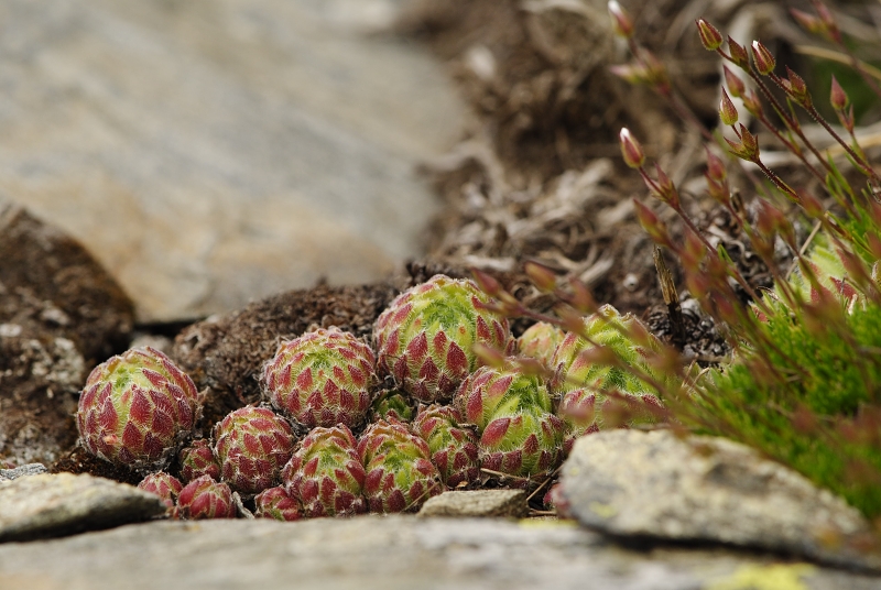 ciliosum ssp. octopodes from Pelister (Gipfel)