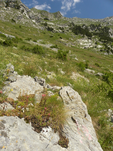 marmoreum from Korita (2)