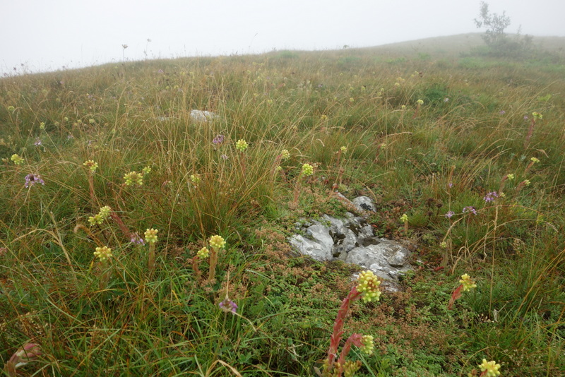 heuffelii from Pliješ Mt