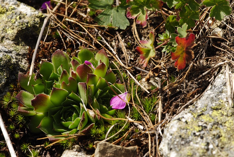 heuffelii from Stiv, nördl. Abhang