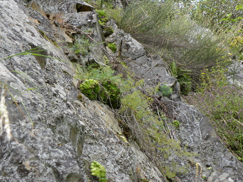globiferum ssp. globiferum from Špičák bei Mezí
