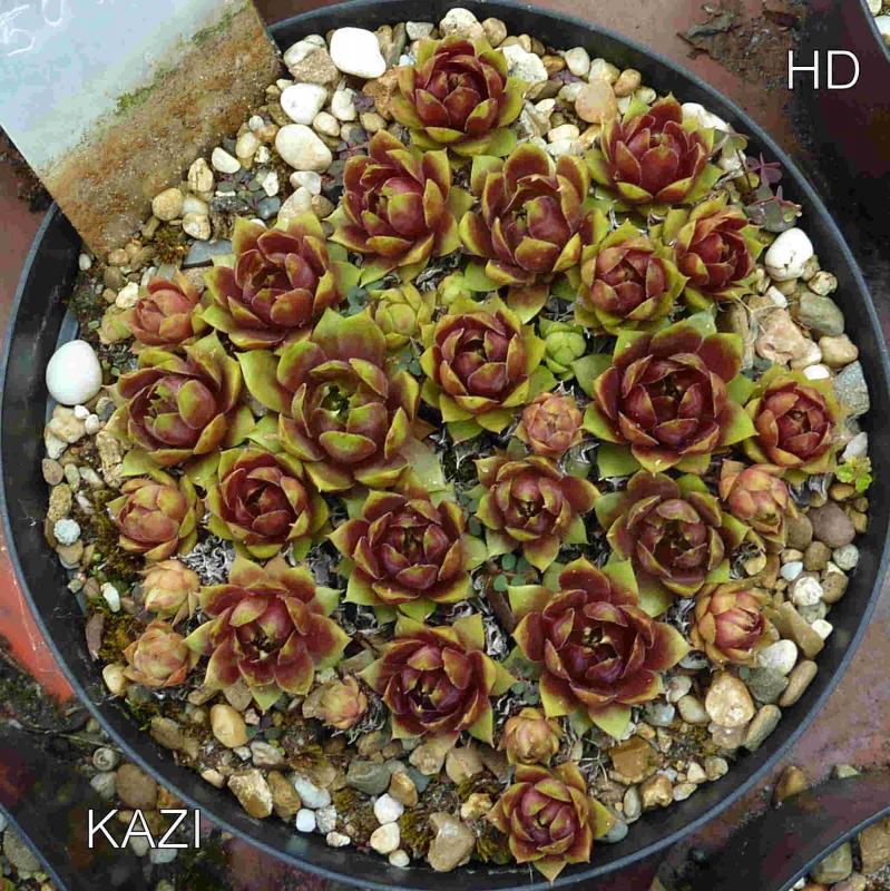 Kazi