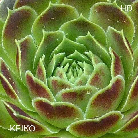 Keiko / Jovi