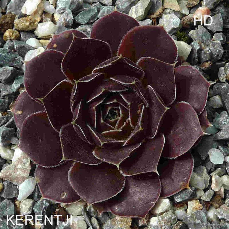 Kerintji / Jovi