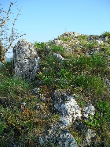 globiferum ssp. hirtum (preissianum) from Veľká skala