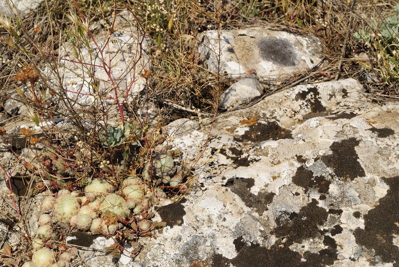 klepa from Gorno Čičevo (oberhalb)