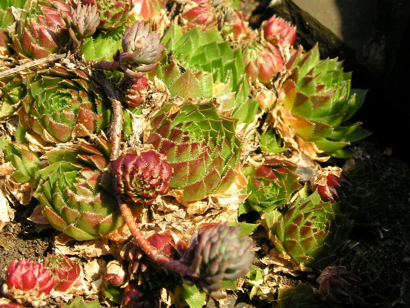 globiferum ssp. globiferum from Plasy, Eisenbahn